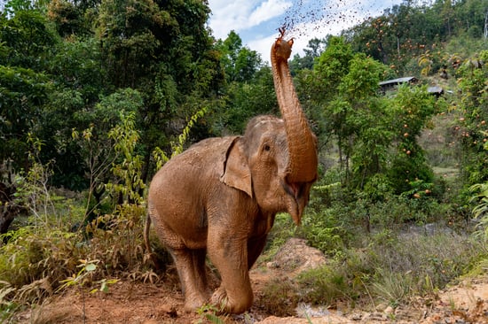 A large elephant standing on a dirt track, surrounded by greenery and open space. The elephant is throwing dirt in the air with its trunk.