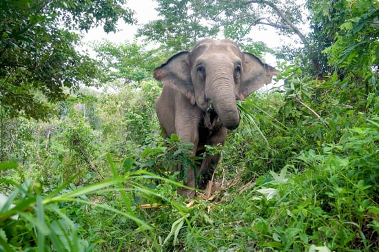 Elephant walking through the jungle surrounded by lush, green leaves