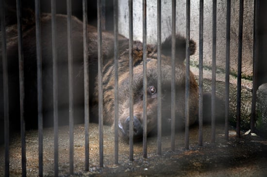 A sad bear lies on a concrete floor behind metal bars in a dimly lit enclosure.