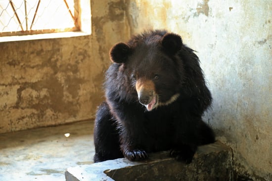 Asiatic black bear pictured in a bare room. There is a window in the background with bars on it and the bear has its two front paws placed on something that looks like a concrete trough.