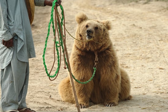 A handler, whose face cannot be seen, is holding on to a green rope that a bear is tied to. The bear is sitting on a sandy floor and is looking straight at the camera.