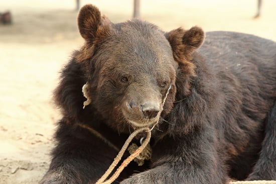 A close up photograph of an Asiatic Black Bear tied up with ropes.