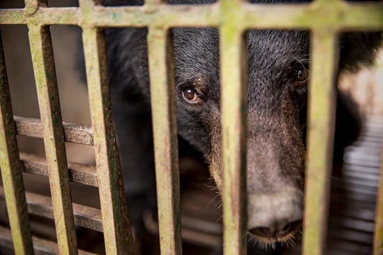 A black bear looks out from behind rusty cage bars, its eyes reflecting sadness.