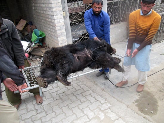 Three people are carrying a bear on a stretcher