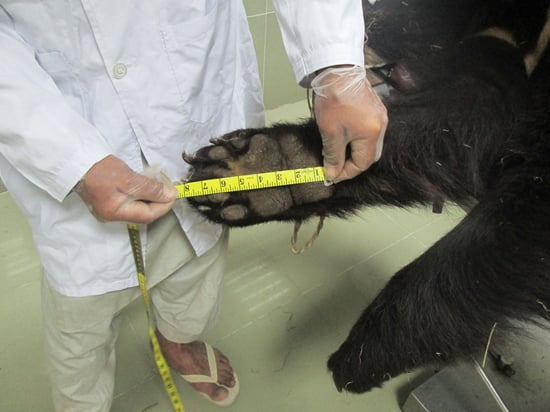 Someone in a white shirt whose face can't be seen is measuring a bear's paw with a yellow tape measure