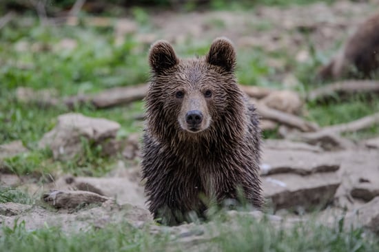 Young brown bear with wet fur stands alert among scattered rocks and grass, gazing curiously. Its ears perked forward, the setting feels wild and natural.