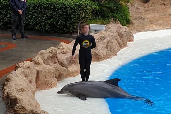 A person in a wetsuit stands beside a dolphin on a rocky platform at the edge of a pool. Greenery and stone walls form the backdrop.
