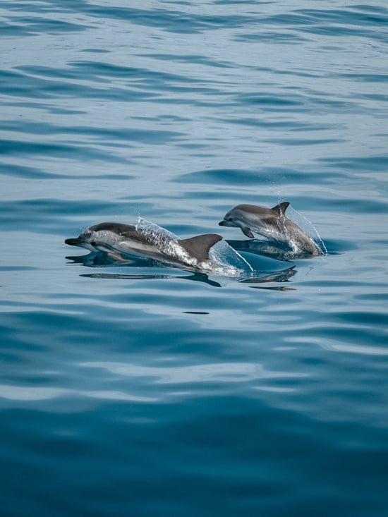 Two dolphins swimming in the wild. The water looks smooth and both dolphins look like they're gliding through it.