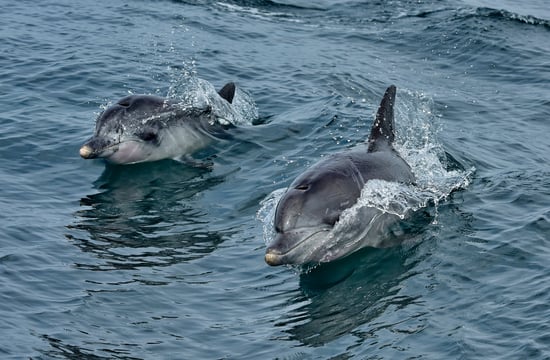 Two dolphins swimming in the wild