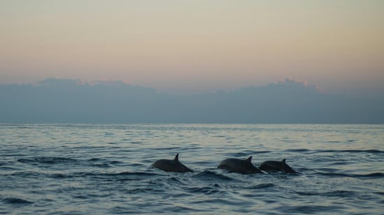 Dolphins swimming in the wild