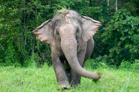 The image shows an elephant walking toward the camera in a lush green forest. The elephant is flicking its trunk, and a clump of grass is on its head.