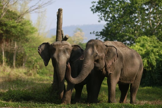 Two elephants standing close together in a grassy, wooded area.
