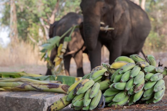 A pile of ripe yellow bananas stacked together with an elephant in the background eating them