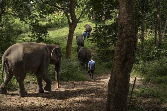 Several elephants strolling down a path, with trees and grass on either side.