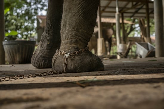 An elephant's foot is restrained by a heavy chain