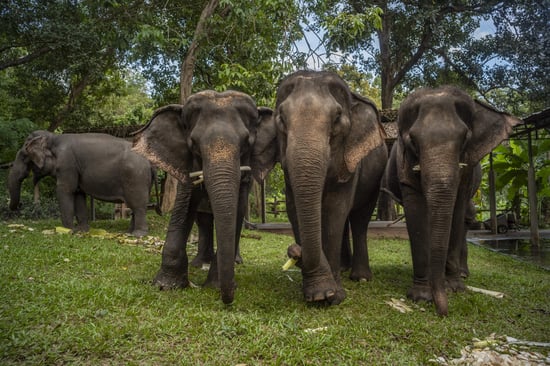 Three elephants standing in a row with trees in the background.