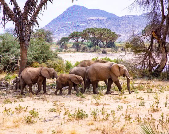 A herd of elephants walking in a grassy, mountainous savannah landscape