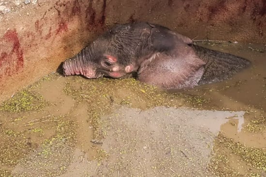 A baby elephant with a short trunk is swimming in a pool