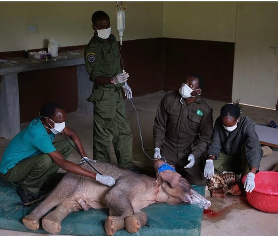 Four caregivers in green uniform and masks are grouped around an injured baby elephant laying on a green mattrass in a simple, indoor setting.