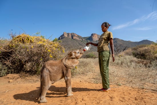 A woman in a green uniform bottle-feeds a baby elephant in a dry, grassy landscape. Mountains and a bright blue sky are in the background