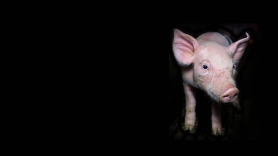 Piglet on a black background