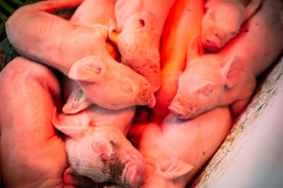 Piglets cramped up against each other under a heating lamp.