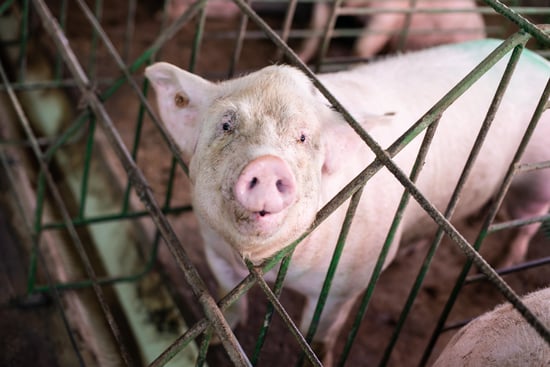 A pig is looking at the camera from within its small crate with barely enough space to turn around.