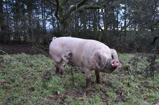 A pig grazing and foraging in a woodland
