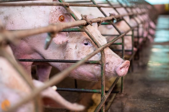 Mother pigs in individual cages