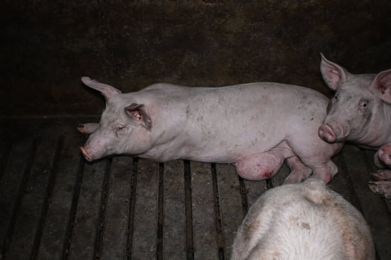 Sow with growth/hernia on UK factory farm 2022.