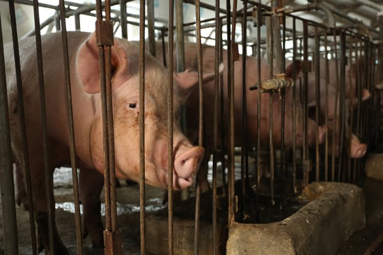 Pig in a confined metal cage on a farm. The environment appears industrial, with a somber tone highlighting constraints and animal welfare concerns.