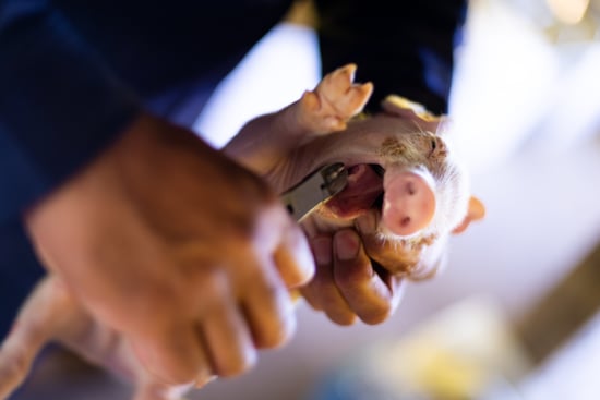 A piglet is being held by a person who is clipping its teeth