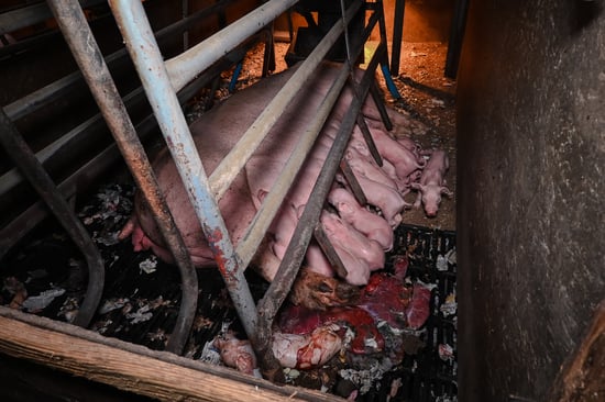 A mother pig and her piglets are in a farrowing crate so small she can barely move. There is blood on the floor due to some of the piglets being crushed under her body weight.