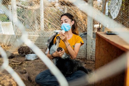 An anteater is being fed by bottle - the volunteer doing so is wearing an orange t-shirt.