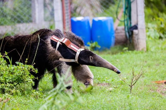 An anteater is wearing a radio collar. These are used so that staff can keep a protective eye on anteaters that have been released back into the wild.