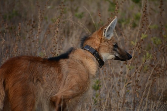 Maned wolf in the wild. The wolf is wearing a radio collar.