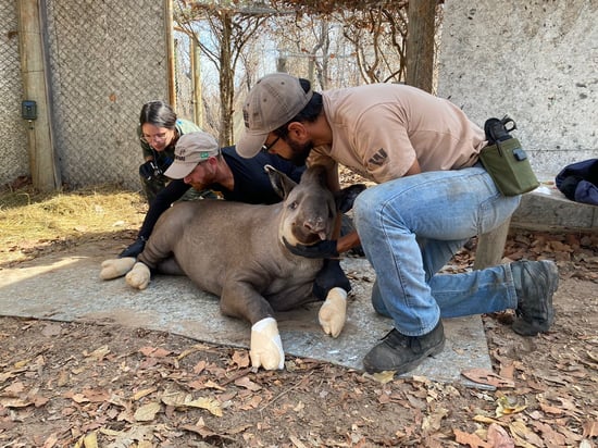 Tapir receiving treatment from the technical team.
