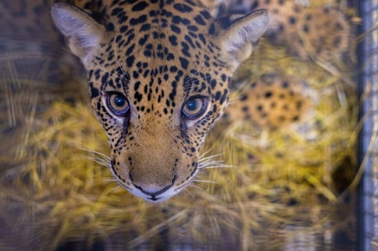 A jaguar cub in a transport box looking right at the camera.
