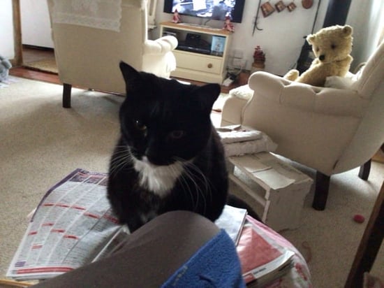 A black and white cat in someone's sitting room