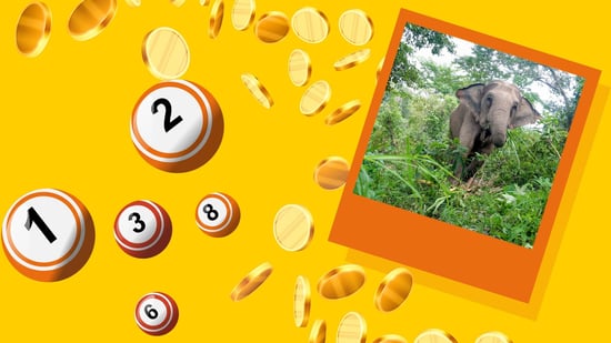 An elephant stands amidst lush greenery in a photo. Surrounding the image are billiard balls with numbers and scattered coins on a vibrant yellow background.