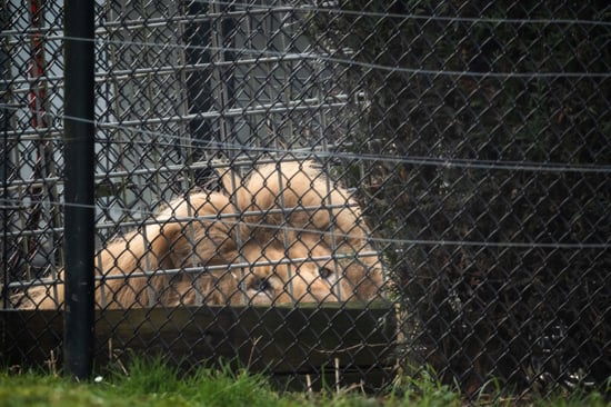 Captive lion looking out from behind the fence of its small enclosure