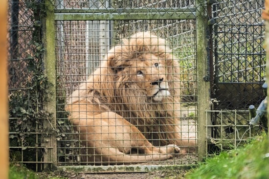 Captive lion looking out from behind the fence of its small enclosure