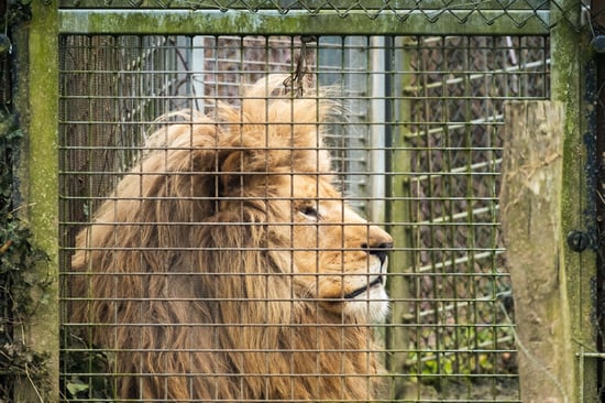 Captive lion looking out from behind the fence of its small enclosure
