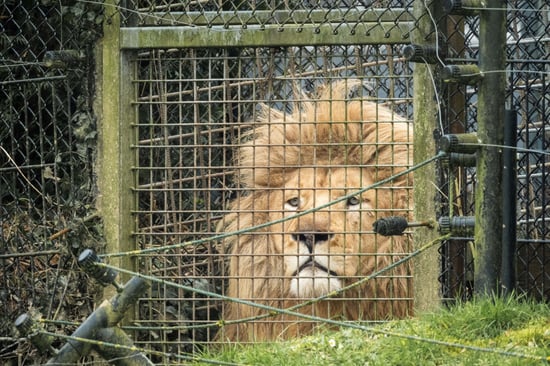 Captive lion looking out from behind the fence of its small enclosure