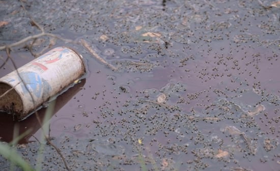 An old soda can in dirty water