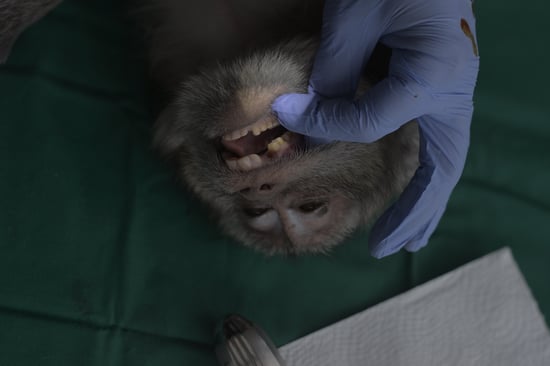 A long-tailed macaque is getting its teeth looked at