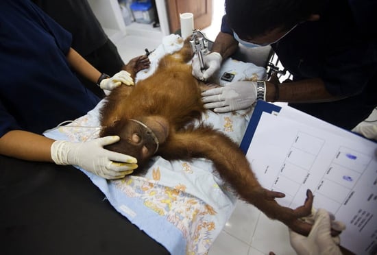 Several doctors examine an orangutan laying on a table and stetching its arm out to one of the doctors
