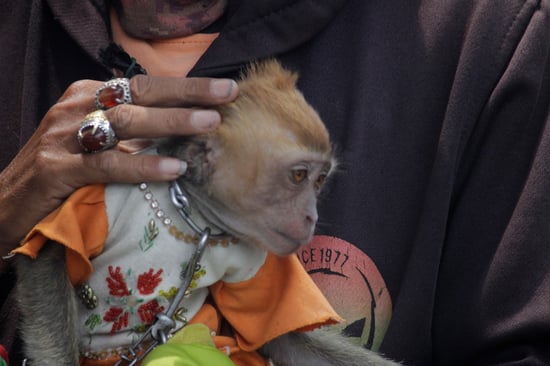 Monkey dressed up in a costume. It is being held in someone's hands with a chain around its neck.