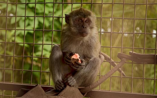 A long tailed-macaque in a spacious quarantine enclosure eating fruit.