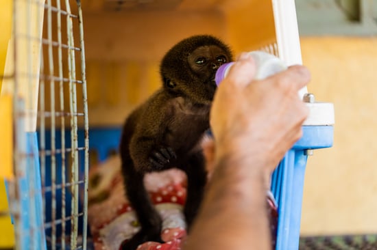 A baby monkey is being bottle fed